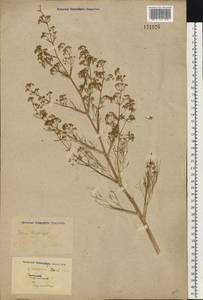 Триния многостебельная (Poir.) Schischk., Восточная Европа, Северо-Украинский район (E11) (Украина)