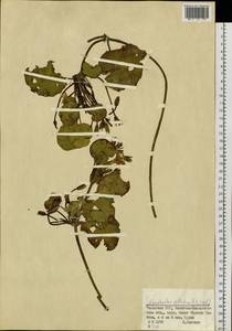 Болотоцветник щитковый (S. G. Gmelin) O. Kuntze, Средняя Азия и Казахстан, Муюнкумы, Прибалхашье и Бетпак-Дала (M9) (Казахстан)