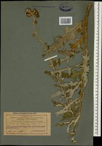 Cirsium arvense var. vestitum Krock. ex Wimm. & Grab., Кавказ, Азербайджан (K6) (Азербайджан)