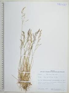 Мятлик арктический R.Br., Сибирь, Дальний Восток (S6) (Россия)