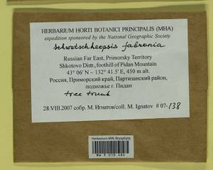 Schwetschkeopsis fabronia (Schwägr.) Broth., Гербарий мохообразных, Мхи - Дальний Восток (без Чукотки и Камчатки) (B20) (Россия)