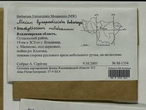 Mnium lycopodioides Schwägr., Гербарий мохообразных, Мхи - Центральное Нечерноземье (B6) (Россия)