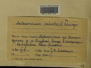Aulacomnium palustre (Hedw.) Schwägr., Гербарий мохообразных, Мхи - Карелия, Ленинградская и Мурманская области (B4) (Россия)