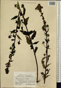 Мытник перевернутый L., Сибирь, Дальний Восток (S6) (Россия)