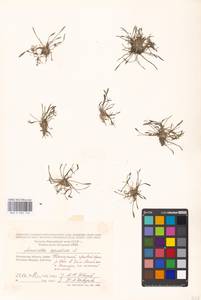 Лужница водяная L., Восточная Европа, Московская область и Москва (E4a) (Россия)