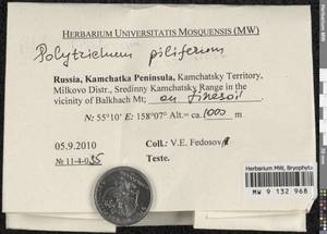 Polytrichum piliferum Hedw., Гербарий мохообразных, Мхи - Чукотка и Камчатка (B21) (Россия)