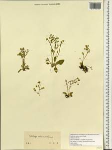 Micranthes melanocentra (Franch.) Losinsk., Зарубежная Азия (ASIA) (КНР)