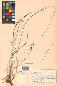 Carex peiktusani Kom., Сибирь, Дальний Восток (S6) (Россия)