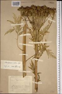 Реброплодник уральский Hoffm., Сибирь, Прибайкалье и Забайкалье (S4) (Россия)