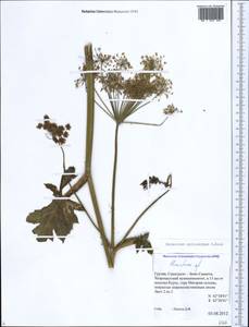 Heracleum sphondylium subsp. cyclocarpum (K. Koch) P. H. Davis, Кавказ, Грузия (K4) (Грузия)