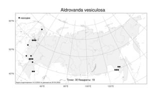 Aldrovanda vesiculosa, Альдрованда пузырчатая L., Атлас флоры России (FLORUS) (Россия)