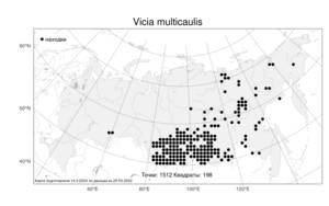 Vicia multicaulis, Горошек многостебельный Ledeb., Атлас флоры России (FLORUS) (Россия)