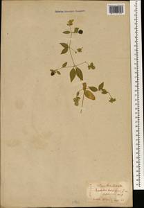 Волдырник ягодный (L.) Roth, Зарубежная Азия (ASIA) (Япония)