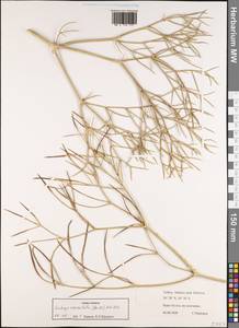 Cachrys crassiloba (Boiss.) Meikle, Зарубежная Азия (ASIA) (Турция)