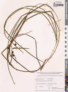 Sparganium × probatovae Tzvelev, Сибирь, Чукотка и Камчатка (S7) (Россия)