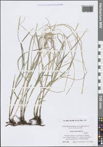 Осока трясунковидная L., Восточная Европа, Эстония (E2c) (Эстония)