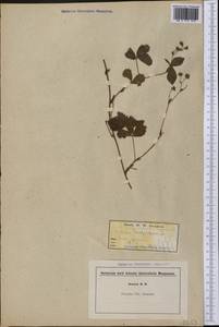 Rubus hispidus L., Америка (AMER) (США)