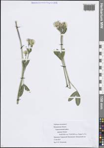 Клевер горный L., Восточная Европа, Московская область и Москва (E4a) (Россия)