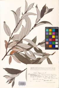 Ива лопарская L., Восточная Европа, Московская область и Москва (E4a) (Россия)