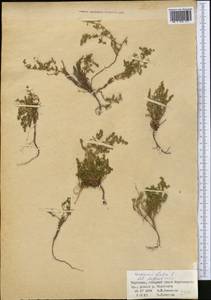 Грыжник голый L., Средняя Азия и Казахстан, Северный и Центральный Тянь-Шань (M4) (Киргизия)