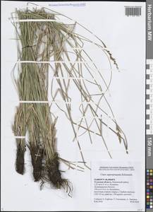 Осока сближенная Schumach., Восточная Европа, Центральный район (E4) (Россия)
