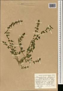 Blitum virgatum subsp. virgatum, Монголия (MONG) (Монголия)