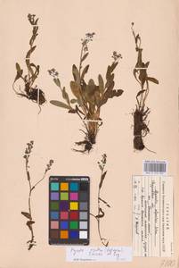 Незабудка азиатская (Vestergr. ex Hultén) Schischk. & Serg., Восточная Европа, Восточный район (E10) (Россия)