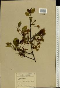 Prunus cerasus subsp. cerasus, Восточная Европа, Центральный район (E4) (Россия)