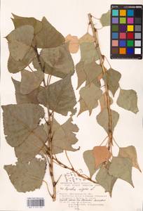 Тополь черный, Осокорь L., Восточная Европа, Нижневолжский район (E9) (Россия)