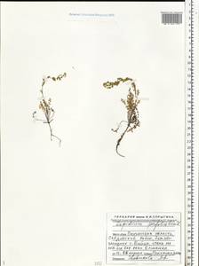 Клоповник пронзеннолистный L., Восточная Европа, Средневолжский район (E8) (Россия)