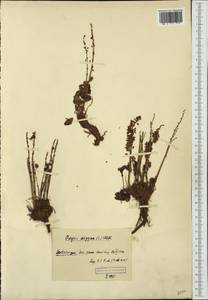 Кисличник двустолбиковый (L.) Hill, Западная Европа (EUR) (Шпицберген и Ян-Майен)