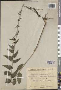 Колокольчик рапунцелевидный L., Восточная Европа, Центральный лесостепной район (E6) (Россия)