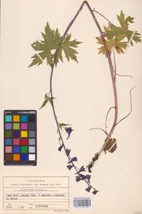 Живокость высокая L., Восточная Европа, Северный район (E1) (Россия)