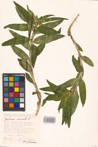 Горечавка крестовидная L., Восточная Европа, Центральный лесостепной район (E6) (Россия)