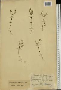 Centaurium pulchellum var. meyeri (Bunge) Omer, Восточная Европа, Нижневолжский район (E9) (Россия)