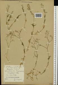 Звездчатка болотная (Murray ex Ehrh.) Hoffm., Восточная Европа, Центральный лесной район (E5) (Россия)