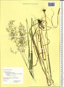 Sibirotrisetum sibiricum (Rupr.) Barberá, Восточная Европа, Западный район (E3) (Россия)