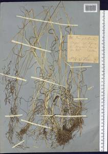 Мятлик болотный L., Сибирь, Западный (Казахстанский) Алтай (S2a) (Казахстан)