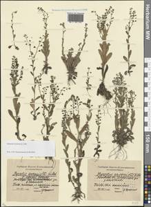 Незабудка полевая (L.) Hill, Восточная Европа, Московская область и Москва (E4a) (Россия)