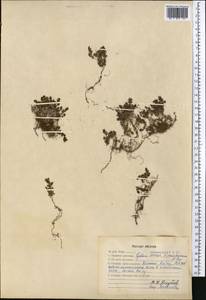 Galium tianschanicum Popov, Средняя Азия и Казахстан, Западный Тянь-Шань и Каратау (M3) (Казахстан)