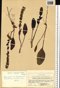 Лаготис цельнолистный (Willd.) Schischk. ex Vikulova, Сибирь, Прибайкалье и Забайкалье (S4) (Россия)