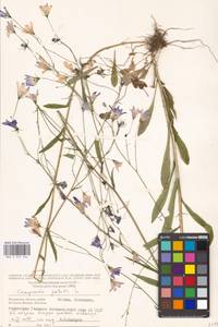 Колокольчик раскидистый L., Восточная Европа, Московская область и Москва (E4a) (Россия)