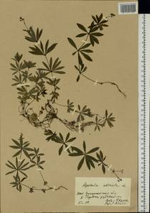 Подмаренник душистый (L.) Scop., Восточная Европа, Западно-Украинский район (E13) (Украина)