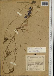 Борец вьющийся Pall., Сибирь, Прибайкалье и Забайкалье (S4) (Россия)