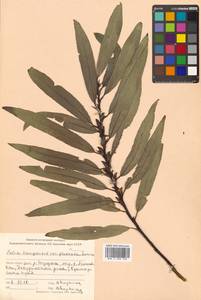 Ива кангинская Nakai, Сибирь, Дальний Восток (S6) (Россия)