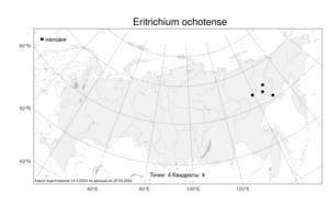 Eritrichium ochotense, Незабудочник охотский Yurtseva & Khokhr., Атлас флоры России (FLORUS) (Россия)