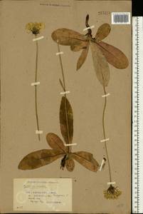 Trommsdorffia maculata (L.) Bernh., Восточная Европа, Белоруссия (E3a) (Белоруссия)