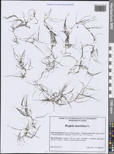 Руппия морская L., Сибирь, Западная Сибирь (S1) (Россия)