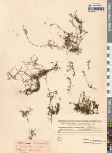 Болотник обыкновенный L., Сибирь, Чукотка и Камчатка (S7) (Россия)