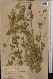 Котовник кошачий L., Средняя Азия и Казахстан, Северный и Центральный Казахстан (M10) (Казахстан)